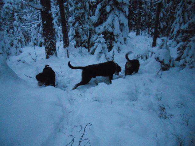 Endelig kom det snø, og vi kunne ta fram trugene og gå en herlig tur i skogen, mange spennende lukter under snøen, så det var en travel gjeng på tur. ;-)  Vi gikk ut i magisk blått lys, og kom hjem i mørket. ;-) Slitne firbente kunne slappe av resten av dagen.